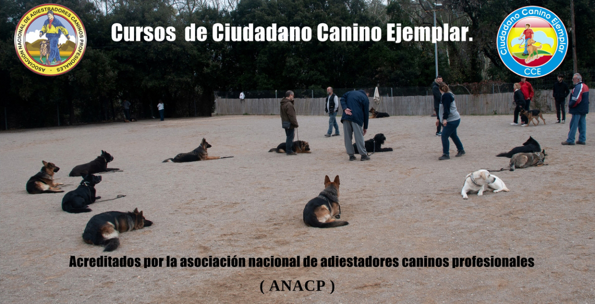 Cursos Ciudadano Canino Ejemplar
